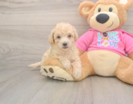 7 week old Poochon Puppy For Sale - Pilesgrove Pups