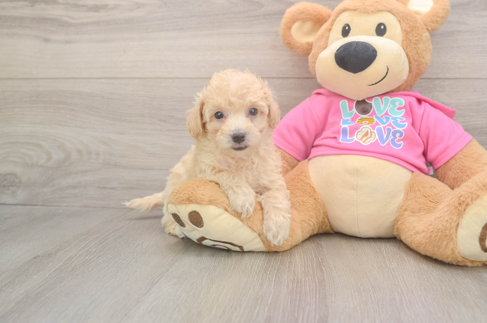 6 week old Poochon Puppy For Sale - Pilesgrove Pups
