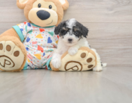 8 week old Poochon Puppy For Sale - Pilesgrove Pups