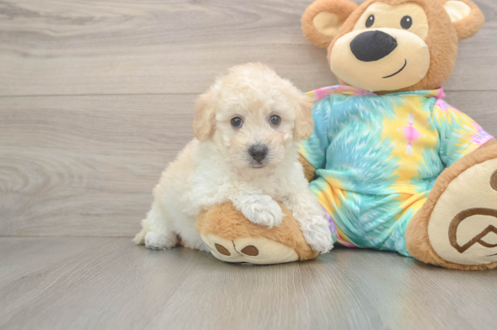 6 week old Poochon Puppy For Sale - Pilesgrove Pups
