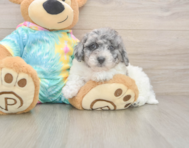 9 week old Poochon Puppy For Sale - Pilesgrove Pups