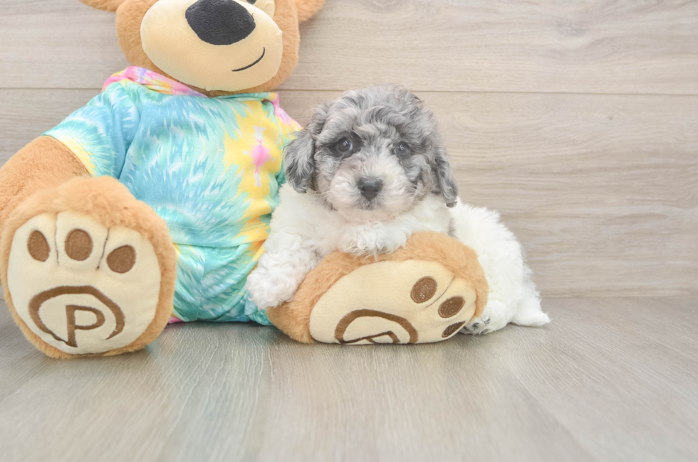 6 week old Poochon Puppy For Sale - Pilesgrove Pups