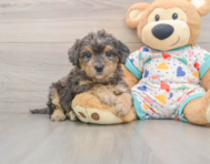 7 week old Poochon Puppy For Sale - Pilesgrove Pups