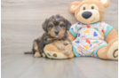 Poochon Pup Being Cute