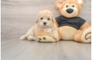Fluffy Poochon Poodle Mix Pup