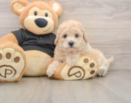 6 week old Poochon Puppy For Sale - Pilesgrove Pups