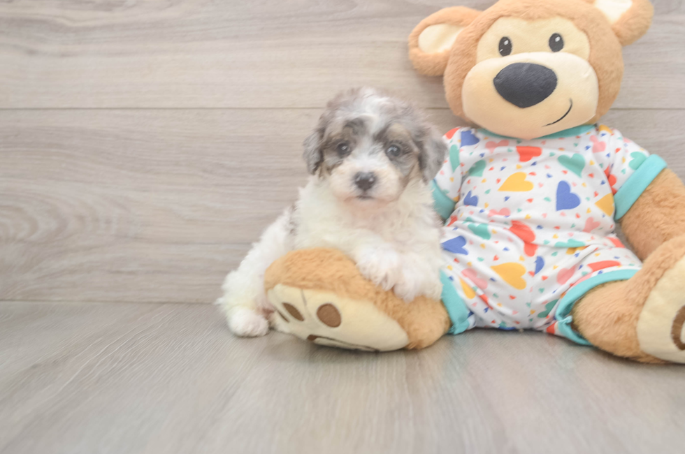 5 week old Poochon Puppy For Sale - Pilesgrove Pups