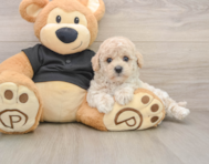 6 week old Poochon Puppy For Sale - Pilesgrove Pups