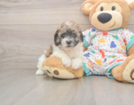 8 week old Poochon Puppy For Sale - Pilesgrove Pups