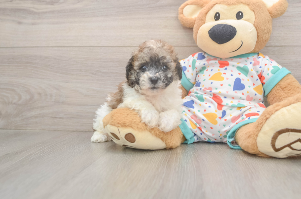 5 week old Poochon Puppy For Sale - Pilesgrove Pups
