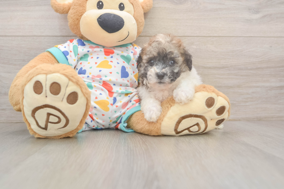 Cute Poochon Baby