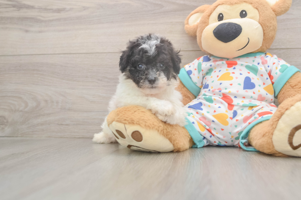 5 week old Poochon Puppy For Sale - Pilesgrove Pups