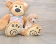 6 week old Poochon Puppy For Sale - Pilesgrove Pups