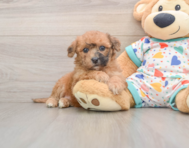 8 week old Poochon Puppy For Sale - Pilesgrove Pups