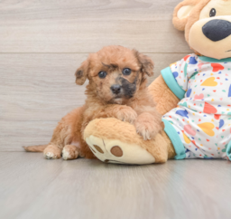 8 week old Poochon Puppy For Sale - Pilesgrove Pups