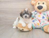8 week old Poochon Puppy For Sale - Pilesgrove Pups