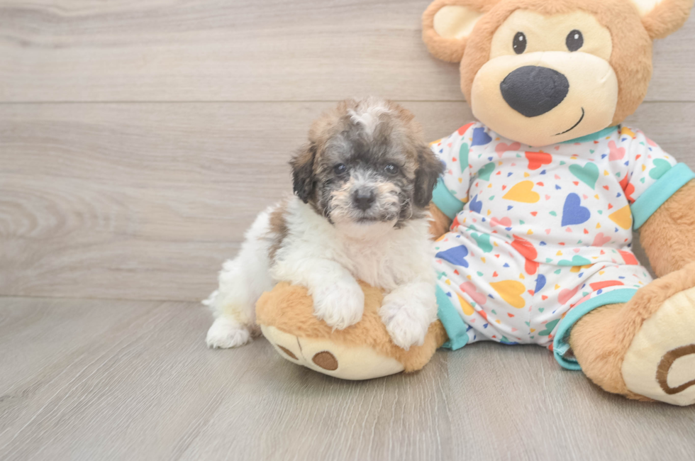 5 week old Poochon Puppy For Sale - Pilesgrove Pups