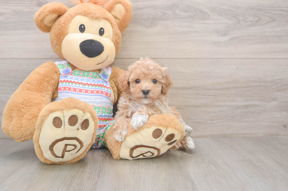 5 week old Poochon Puppy For Sale - Pilesgrove Pups