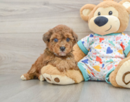 6 week old Poochon Puppy For Sale - Pilesgrove Pups