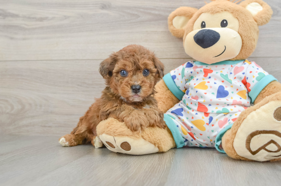 5 week old Poochon Puppy For Sale - Pilesgrove Pups