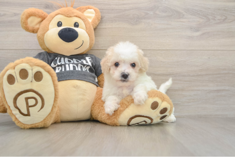 Cute Poochon Baby