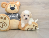5 week old Poochon Puppy For Sale - Pilesgrove Pups