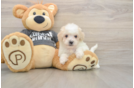 Cute Poochon Baby