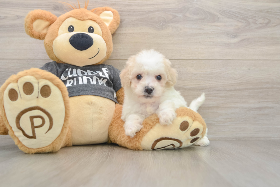 Cute Poochon Baby