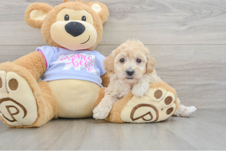 Best Poochon Baby
