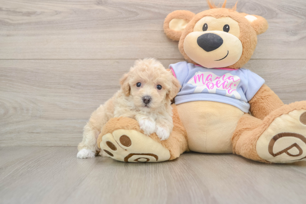 Popular Poochon Poodle Mix Pup