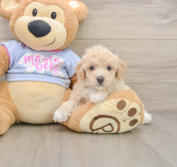 5 week old Poochon Puppy For Sale - Pilesgrove Pups