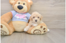 Poochon Puppy for Adoption
