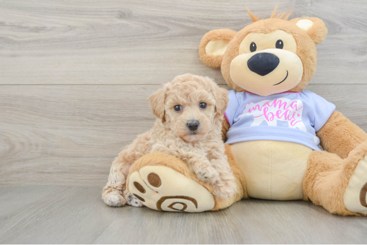 Petite Poochon Poodle Mix Pup