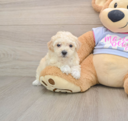 5 week old Poochon Puppy For Sale - Pilesgrove Pups