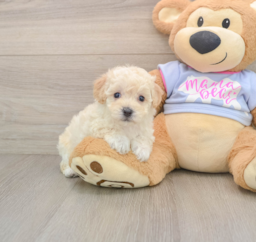 5 week old Poochon Puppy For Sale - Pilesgrove Pups