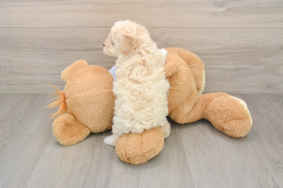 Best Poochon Baby