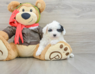 7 week old Poochon Puppy For Sale - Pilesgrove Pups