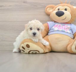 5 week old Poochon Puppy For Sale - Pilesgrove Pups