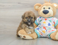 6 week old Poochon Puppy For Sale - Pilesgrove Pups