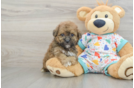 Poochon Puppy for Adoption