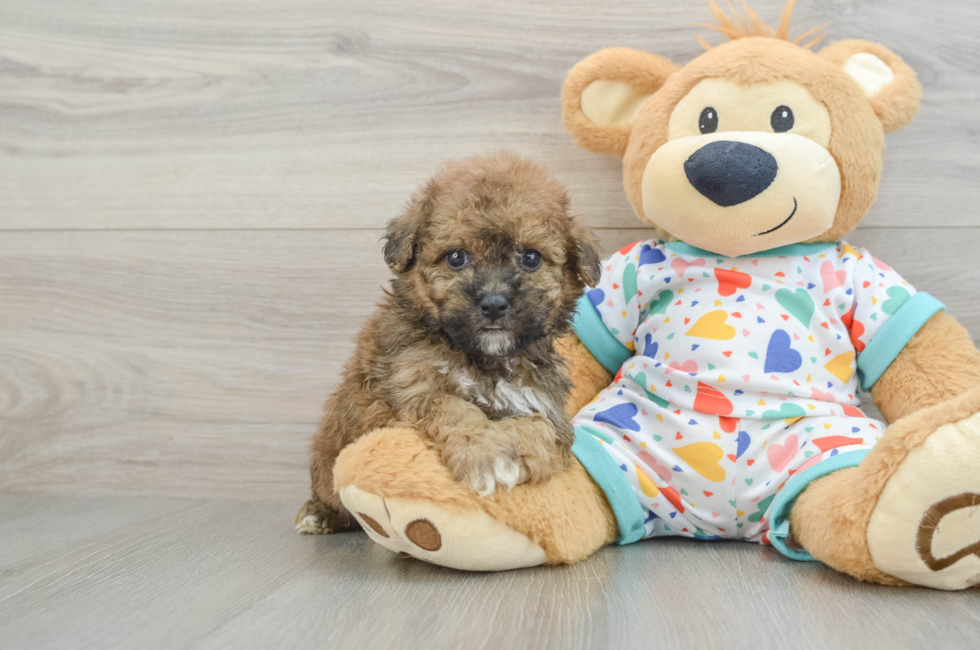5 week old Poochon Puppy For Sale - Pilesgrove Pups