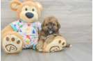 Cute Poochon Baby