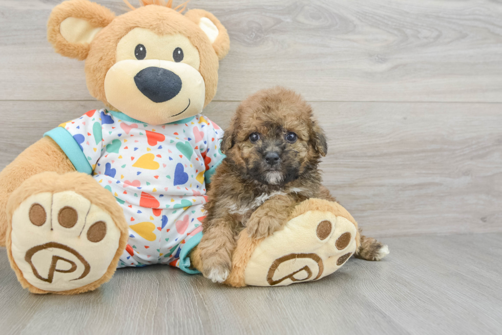 Cute Poochon Baby