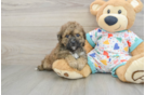 Poochon Puppy for Adoption