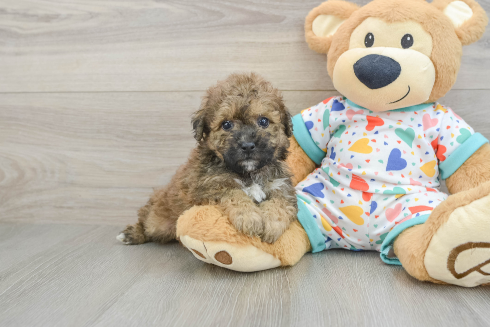 Poochon Puppy for Adoption