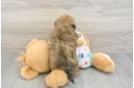 Poochon Puppy for Adoption