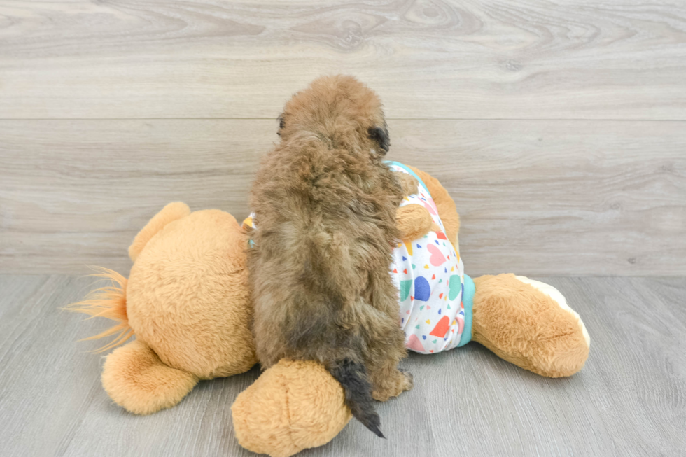 Poochon Puppy for Adoption