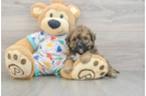 Best Poochon Baby