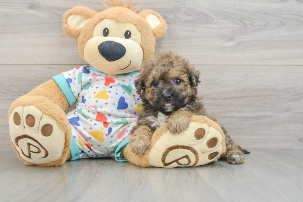 Best Poochon Baby