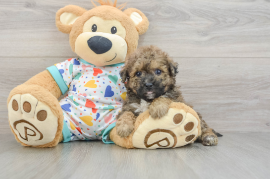 Best Poochon Baby